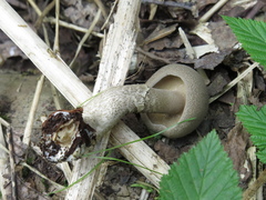 Lentinus substrictus