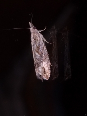 Strepsicrates ejectana