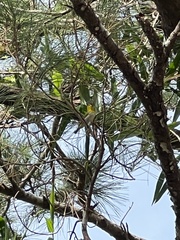 Zosterops japonicus loochooensis