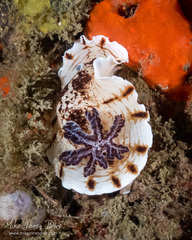 Aphelodoris varia