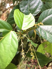 Acalypha grandis