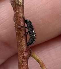 Harmonia axyridis