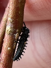 Harmonia axyridis