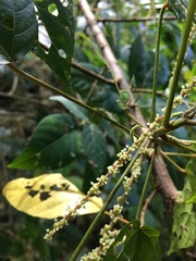 Acalypha grandis