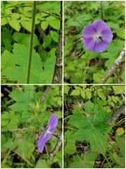 Geranium platyanthum
