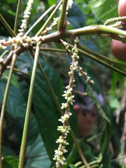 Acalypha grandis