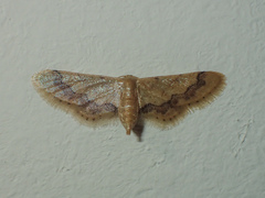 Idaea violacea