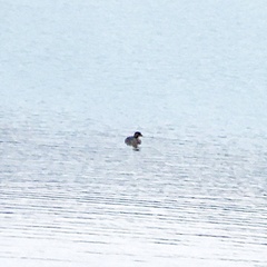 Podilymbus podiceps