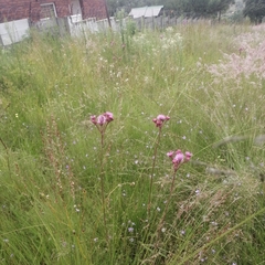 Campuloclinium macrocephalum