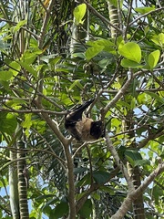 Pteropus dasymallus yayeyamae