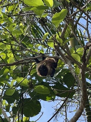 Pteropus dasymallus yayeyamae