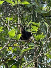 Pteropus dasymallus yayeyamae