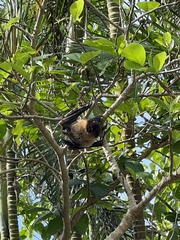 Pteropus dasymallus yayeyamae