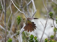 Chalcostigma heteropogon