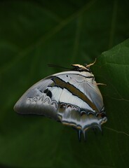 Polyura schreiber