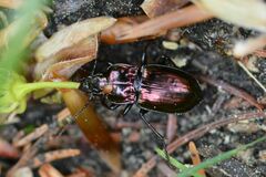 Pterostichus burmeisteri
