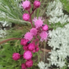 Campuloclinium macrocephalum