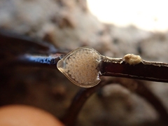 Tritia reticulata