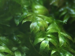 Plagiothecium succulentum