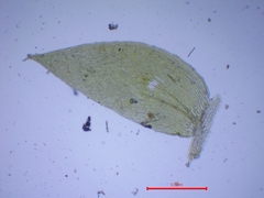 Plagiothecium succulentum