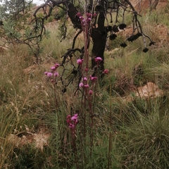Campuloclinium macrocephalum