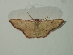 Idaea craspedota