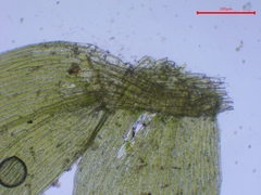 Plagiothecium succulentum