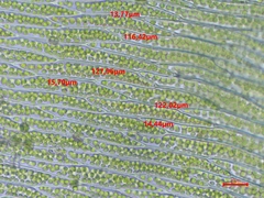 Plagiothecium succulentum