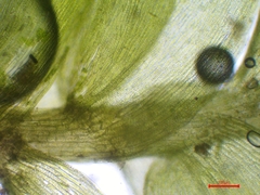 Plagiothecium succulentum