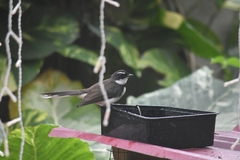 Rhipidura nigritorquis