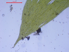 Plagiothecium succulentum