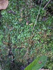 Plagiothecium succulentum