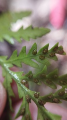 Notogrammitis heterophylla