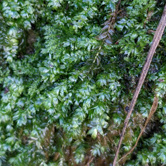 Plagiothecium succulentum