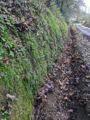 Plagiothecium succulentum