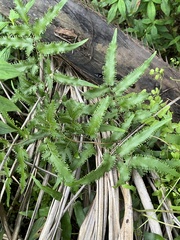 Lygodium flexuosum