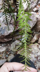 Notogrammitis heterophylla