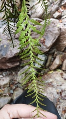 Notogrammitis heterophylla