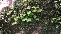 Hymenophyton flabellatum
