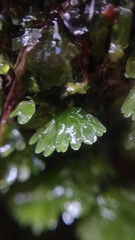 Hymenophyton flabellatum