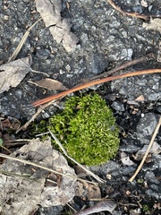 Rhynchostegium riparioides