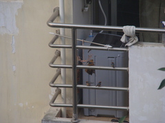 Aegithalos concinnus