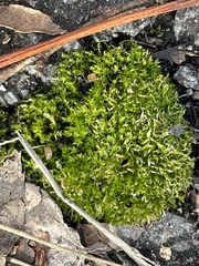 Rhynchostegium riparioides