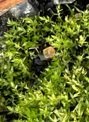 Rhynchostegium riparioides