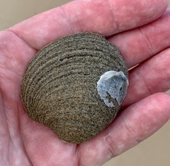 Granicorium indutum