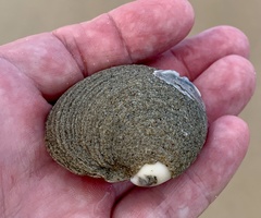 Granicorium indutum