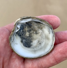 Granicorium indutum