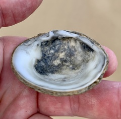 Granicorium indutum