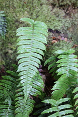 Cranfillia deltoides