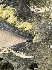 Laticauda semifasciata